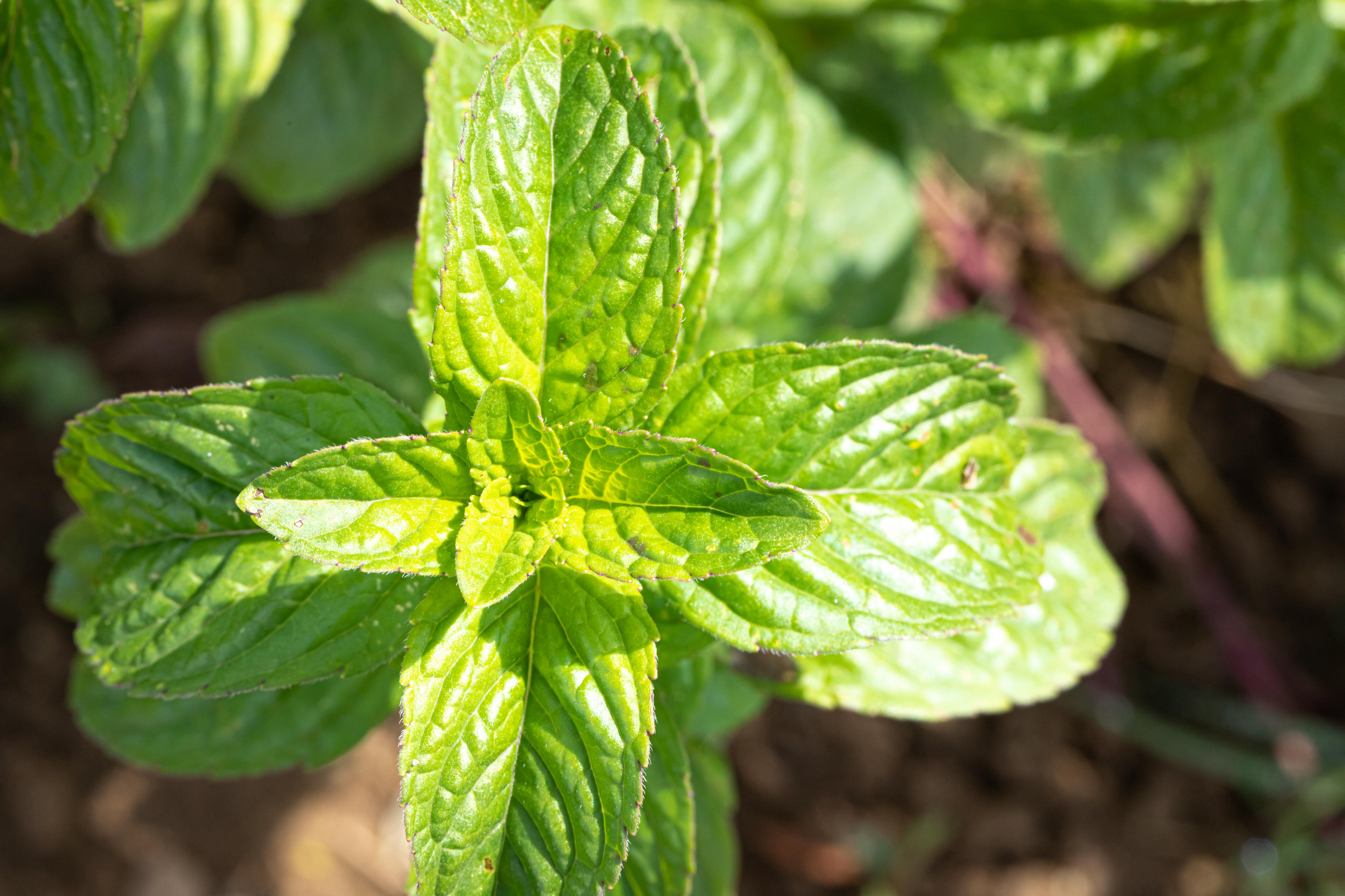 <span class="ezstring-field">kl_mint_active-ingredient_field_plant_2019 -3- 367x460</span>